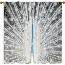White Peacock With Feathers Out Window Curtains 49381962