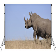 White Rhino Backdrops 61829654