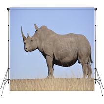 White Rhino Backdrops 61829808