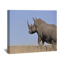 White Rhino Wall Art 61829654