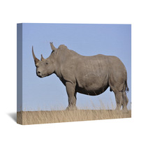 White Rhino Wall Art 61829808