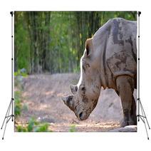 White Rhinoceros Backdrops 65939176
