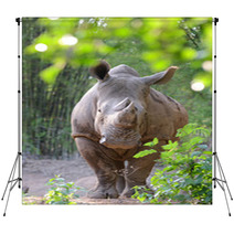 White Rhinoceros Backdrops 65939191