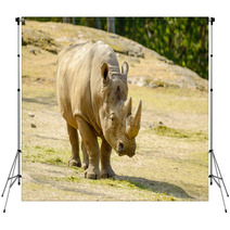 White Rhinoceros Backdrops 67980912