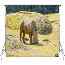 White Rhinoceros Backdrops 67980913