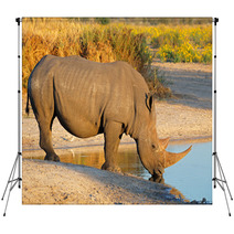 White Rhinoceros Drinking Water Backdrops 65936916