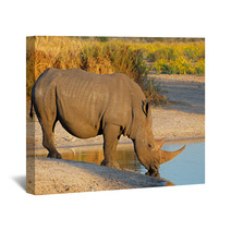 White Rhinoceros Drinking Water Wall Art 65936916