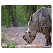 White Rhinoceros Rugs 65939176