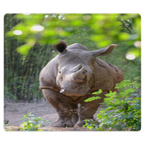 White Rhinoceros Rugs 65939191
