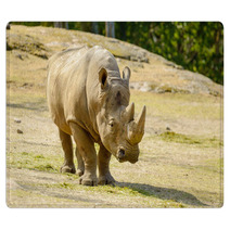 White Rhinoceros Rugs 67980912