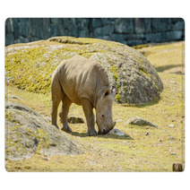 White Rhinoceros Rugs 67980913