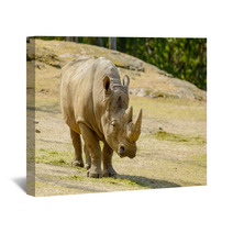 White Rhinoceros Wall Art 67980912