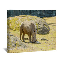 White Rhinoceros Wall Art 67980913