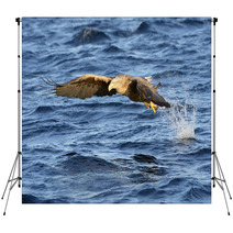 White-tailed Eagle (Haliaeetus Albicilla) Catching Fish. Backdrops 71951597