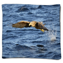 White-tailed Eagle (Haliaeetus Albicilla) Catching Fish. Blankets 71951597