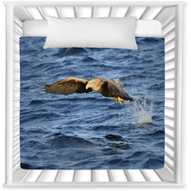 White-tailed Eagle (Haliaeetus Albicilla) Catching Fish. Nursery Decor 71951597