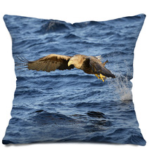 White-tailed Eagle (Haliaeetus Albicilla) Catching Fish. Pillows 71951597