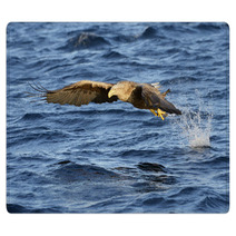 White-tailed Eagle (Haliaeetus Albicilla) Catching Fish. Rugs 71951597