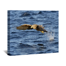 White-tailed Eagle (Haliaeetus Albicilla) Catching Fish. Wall Art 71951597