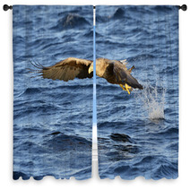 White-tailed Eagle (Haliaeetus Albicilla) Catching Fish. Window Curtains 71951597