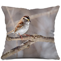 White throated Sparrow Zonotrichia Albicollis Pillows 50999503