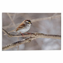 White throated Sparrow Zonotrichia Albicollis Rugs 50999503