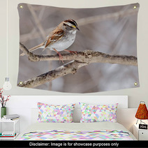 White throated Sparrow Zonotrichia Albicollis Wall Art 50999503