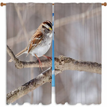 White throated Sparrow Zonotrichia Albicollis Window Curtains 50999503