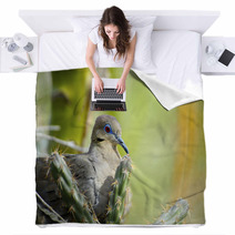 White-Winged Dove Blankets 63198451