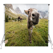 Wide Angle Picture Of Donkey In Dolomites Backdrops 72899048