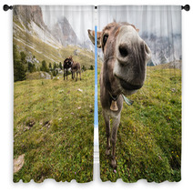 Wide Angle Picture Of Donkey In Dolomites Window Curtains 72899048