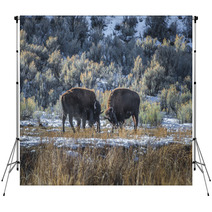 Wild Buffalo In Winter - Yellowstone National Park Backdrops 61091365