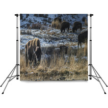 Wild Buffalo In Winter - Yellowstone National Park Backdrops 61091449