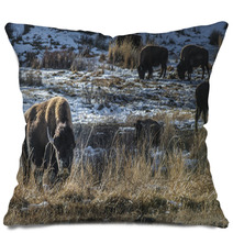Wild Buffalo In Winter - Yellowstone National Park Pillows 61091449