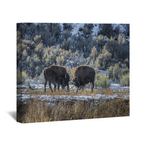 Wild Buffalo In Winter - Yellowstone National Park Wall Art 61091365