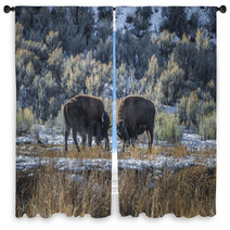Wild Buffalo In Winter - Yellowstone National Park Window Curtains 61091365