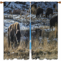 Wild Buffalo In Winter - Yellowstone National Park Window Curtains 61091449