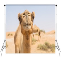 Wild Camel In The Hot Dry Middle Eastern Desert Uae Backdrops 97158431