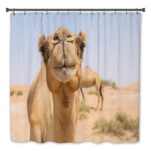 Wild Camel In The Hot Dry Middle Eastern Desert Uae Bath Decor 97158431