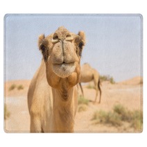 Wild Camel In The Hot Dry Middle Eastern Desert Uae Rugs 97158431