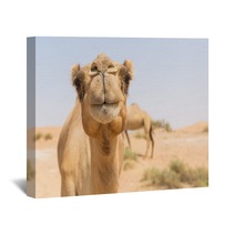 Wild Camel In The Hot Dry Middle Eastern Desert Uae Wall Art 97158431