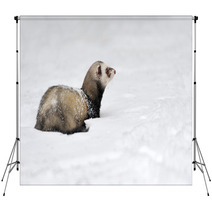 Wild Ferret In Snow Backdrops 94504614