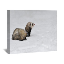 Wild Ferret In Snow Wall Art 94504614