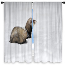 Wild Ferret In Snow Window Curtains 94504614