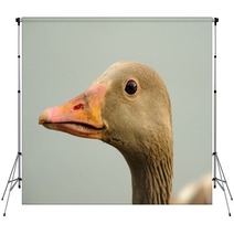 Wild Goose (anser Anser) Backdrops 99688922