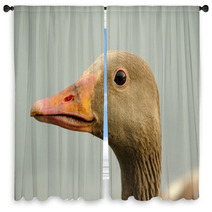 Wild Goose (anser Anser) Window Curtains 99688922