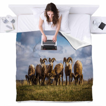 Wild Mountain / Big Horn Sheep In Alberta Canada Blankets 88825827