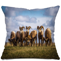 Wild Mountain / Big Horn Sheep In Alberta Canada Pillows 88825827