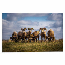 Wild Mountain / Big Horn Sheep In Alberta Canada Rugs 88825827