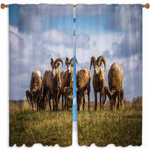Wild Mountain / Big Horn Sheep In Alberta Canada Window Curtains 88825827